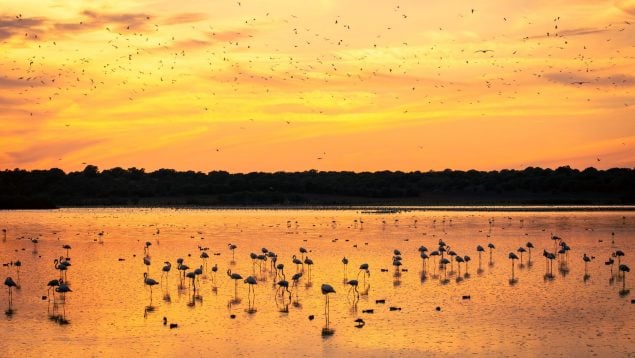 Marismas Doñana