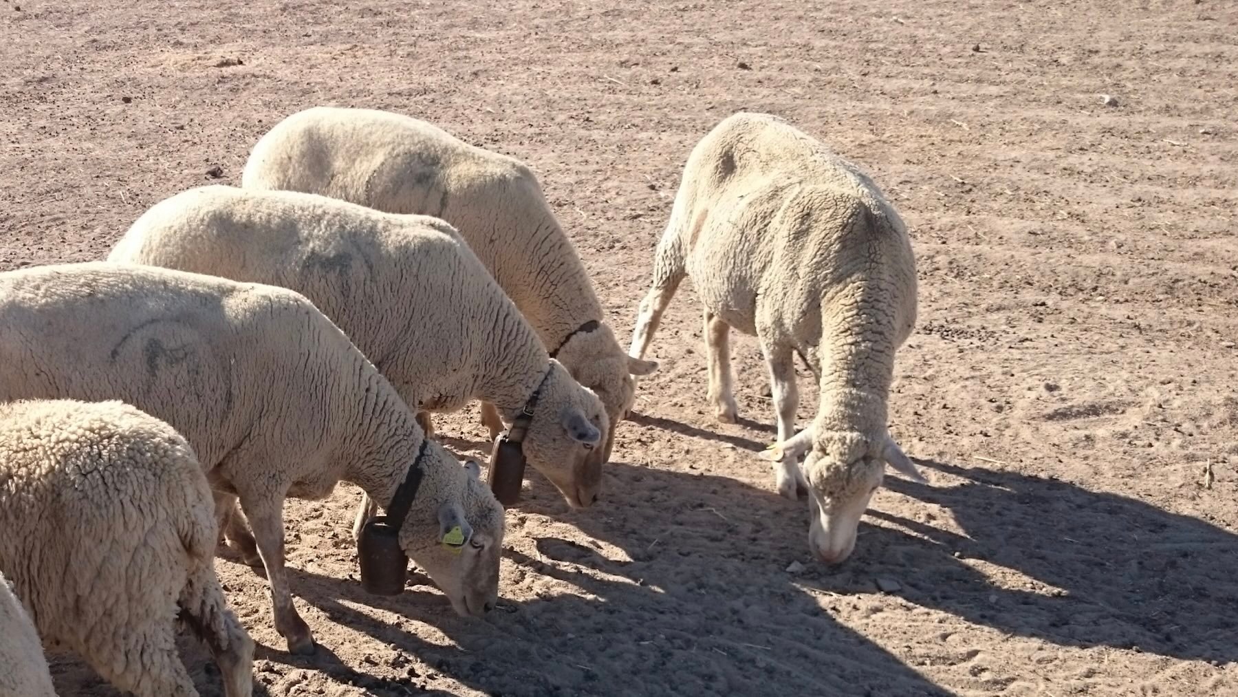 Ganaderos, animales, peligro de extinción, fauna