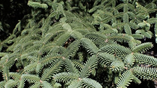 Abies pinsapo, planta, especie endémica