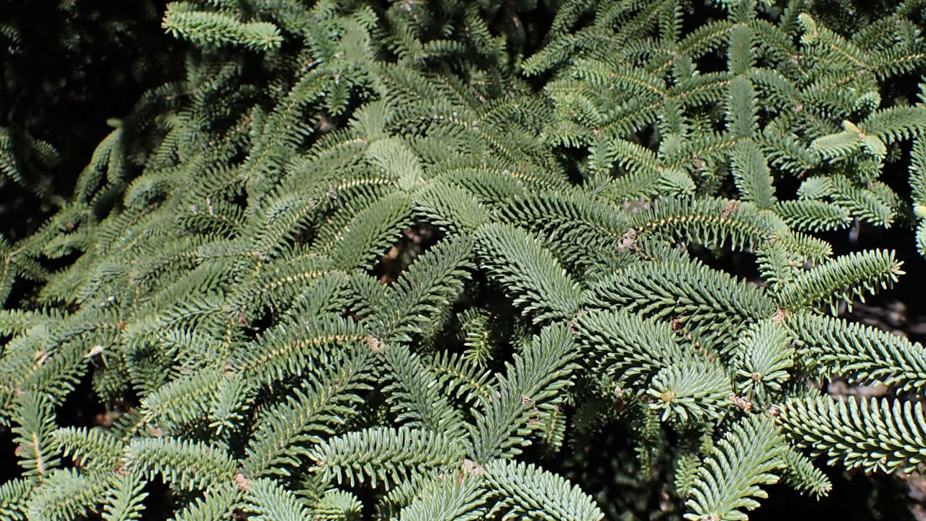 Abies pinsapo. Imagen: Krzysztof Ziarnek, Kenraiz.