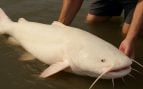 Surubí albino, pez, pescadores
