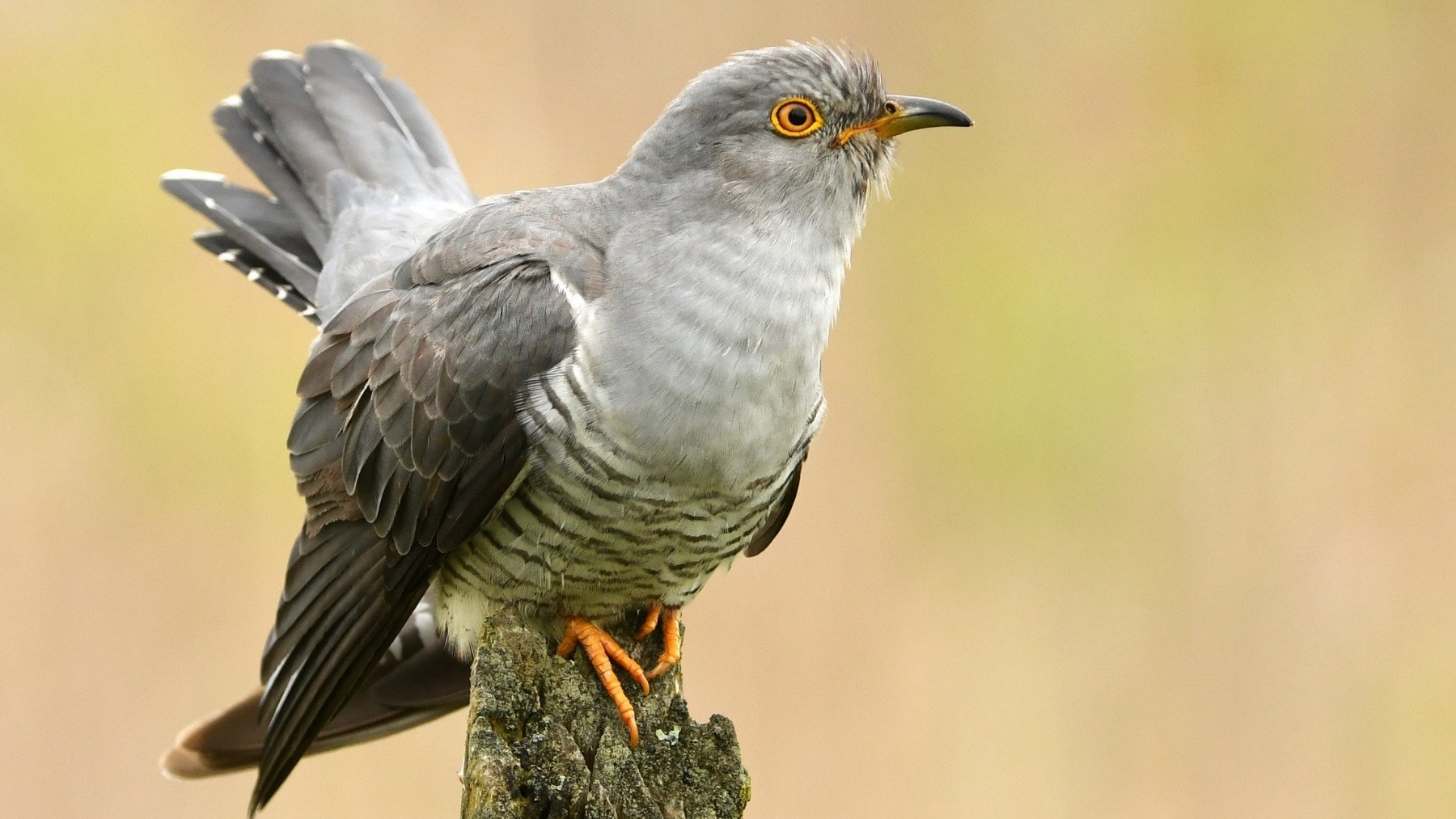 Aves