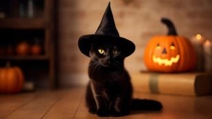 Gatos negros en Halloween