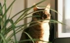 Plantas y gatos