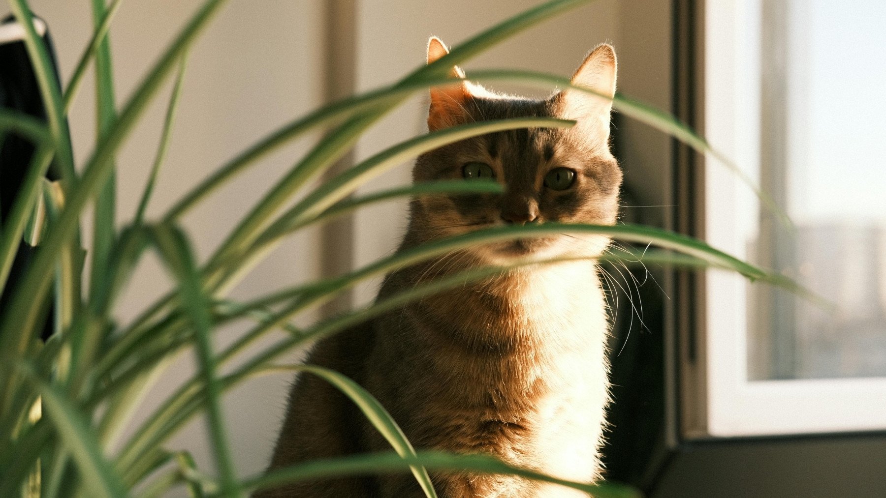 Plantas y gatos