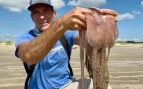 Hallan medusa, en playa de Texas, Científicos descubren medusa gigante que se come otras medusas, medusas con tentáculos de 20 metros, medusa rosada que devora a otra medusa, criaturas marinas más increíbles, medusas gigantes, dónde hay medusas gigantes.