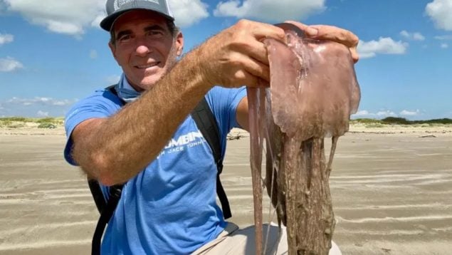 Hallan medusa, en playa de Texas, Científicos descubren medusa gigante que se come otras medusas, medusas con tentáculos de 20 metros, medusa rosada que devora a otra medusa, criaturas marinas más increíbles, medusas gigantes, dónde hay medusas gigantes.