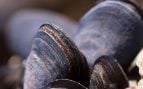 Mejillones dados por extintos en Estados Unidos, recuperan especie amenazada en Estados Unidos, mejillones río Ohio, recuperan mejillones en peligro de extinción en Pensilvania.