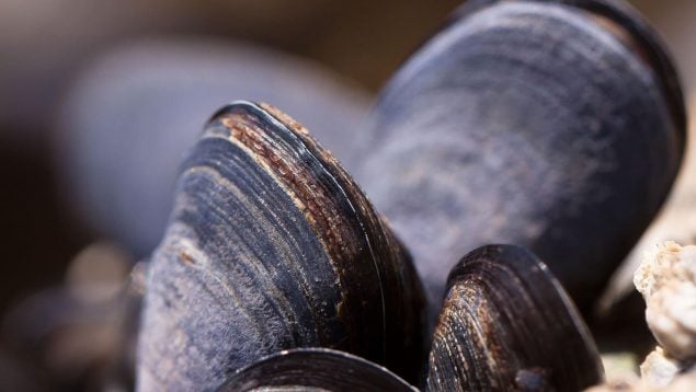 Mejillones dados por extintos en Estados Unidos, recuperan especie amenazada en Estados Unidos, mejillones río Ohio, recuperan mejillones en peligro de extinción en Pensilvania.