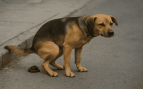 Perros, animales, mascotas