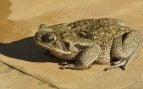 Rhinella marina, sapo, especie invasora