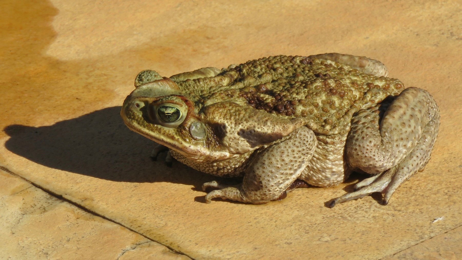 Rhinella marina. Imagen: Under the same moon.