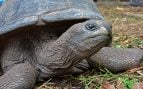 Nacen 13 crías de tortuga gigante en las Islas Seychelles, científicos reproducen tortugas con una incubadora artificial, tortugas gigantes, tortuga, nacimiento de tortugas, tortuga gigante de Aldabra.