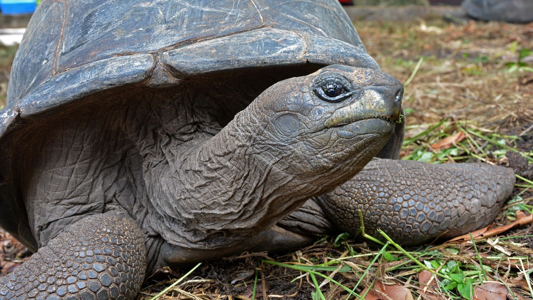 Tortuga.