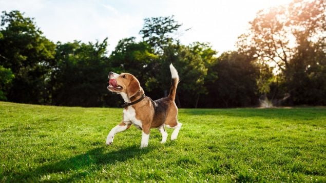 Perros, esperanza de vida, mascotas