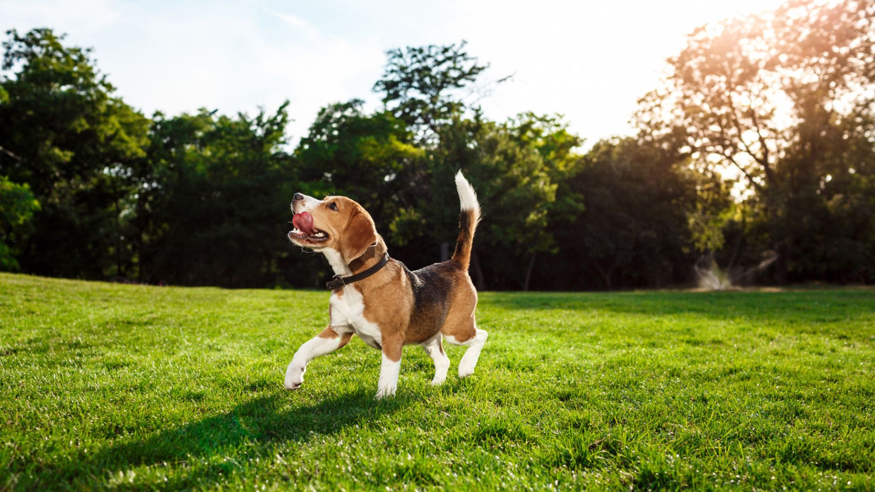 Un beagle. Foto: Freepik