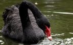 Animal, ave, cisne negro, curiosidades