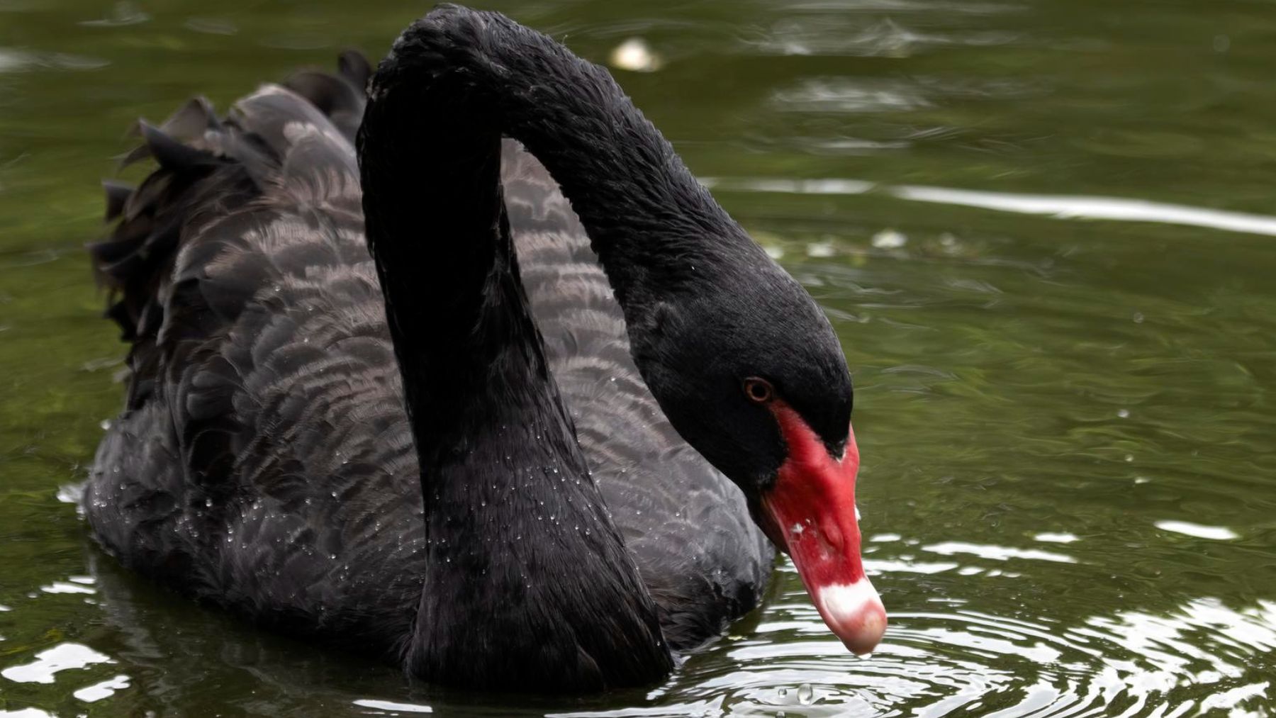 Un cisne negro. Foto: Freepik