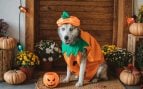 Perros en Halloween
