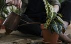 Regar las plantas