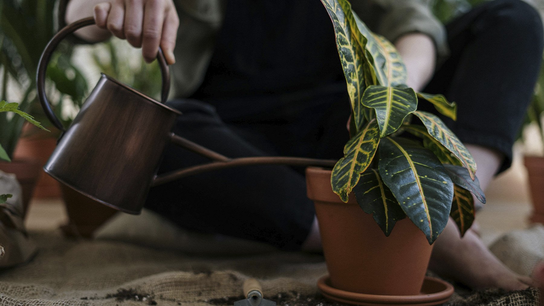 Hombre regando planta. Foto: Pexels.