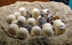 Encuentran un huevo de dinosaurio carnívoro en directo, hallazgo de fósil de dinosaurio en Argentina, descubrimientos paleontológicos, huevos de dinosaurios en perfecto estado de conservación.