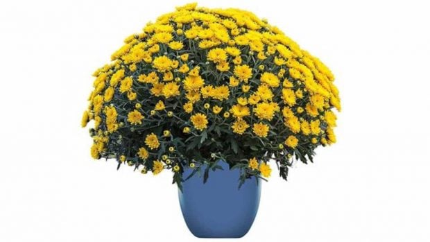 planta Lidl
