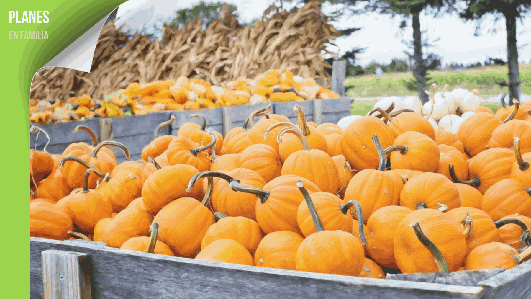 talleres de calabazas