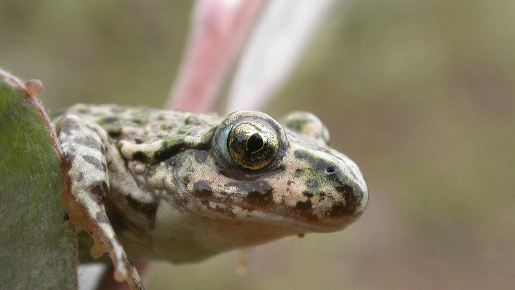 Pelodytes punctatus. Imagen: Gilles San Martin.