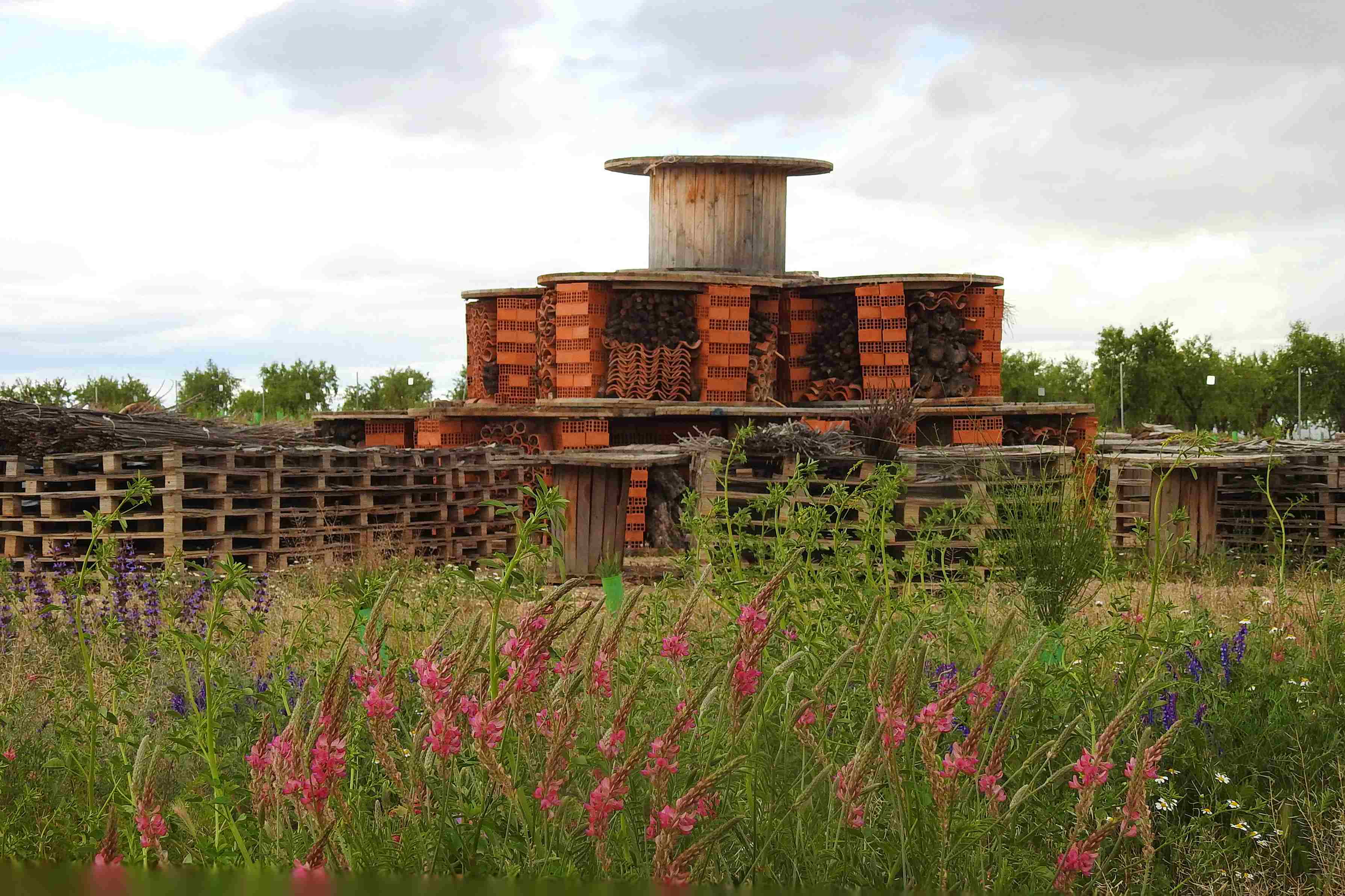 Un estudio científico en las plantas solares de Endesa en Minglanilla demuestra que estas instalaciones recuperan la biodiversidad natural del entorno