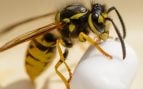 Una avispa asiática