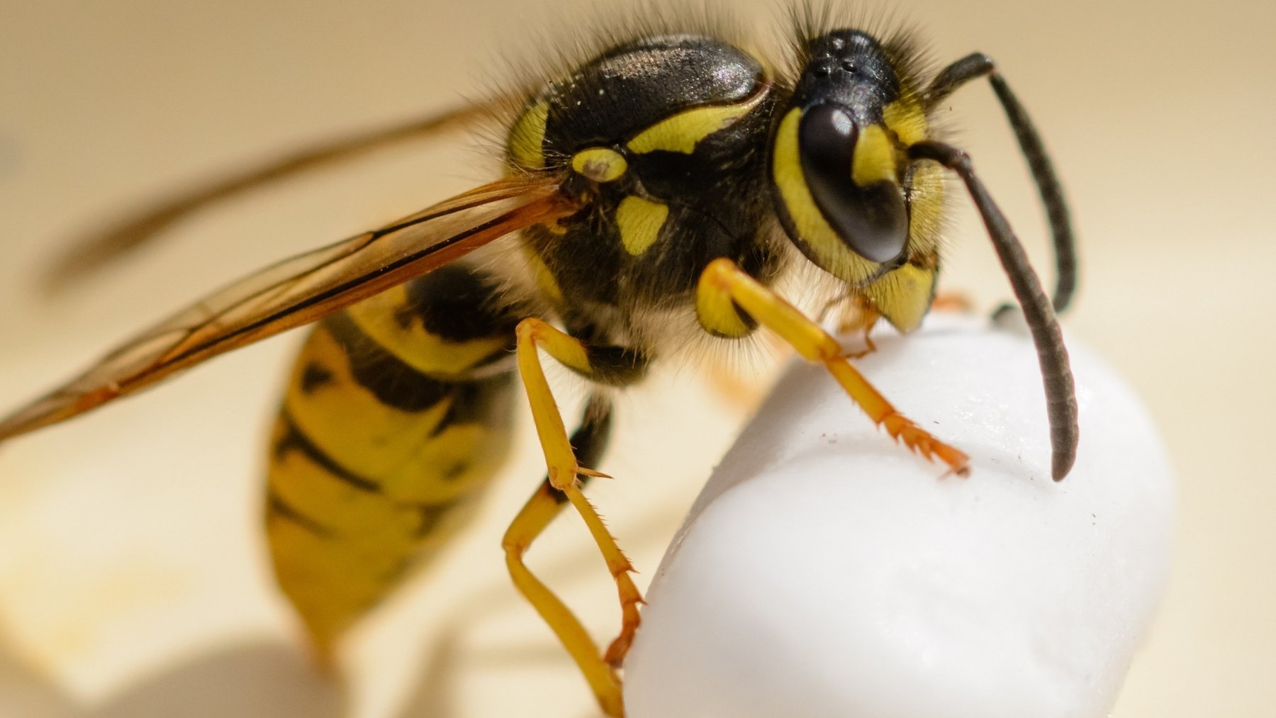 Una avispa asiática