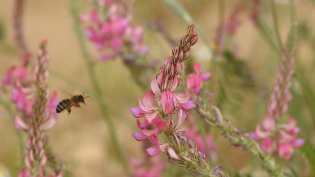 Endesa abeja