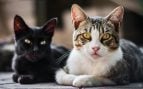 Gatos, animales, curiosidades, mascotas