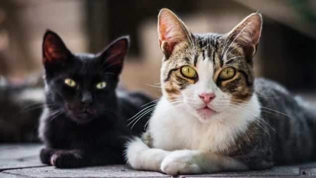 Gatos, animales, curiosidades, mascotas