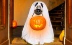 Disfraces de Halloween para perros