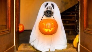 Disfraces de Halloween para perros