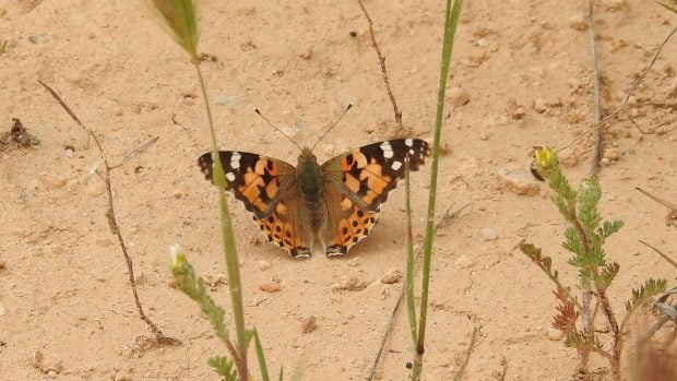 Mariposa endesa