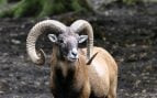 Ovis orientalis musimon, muflón, especie invasora, animales