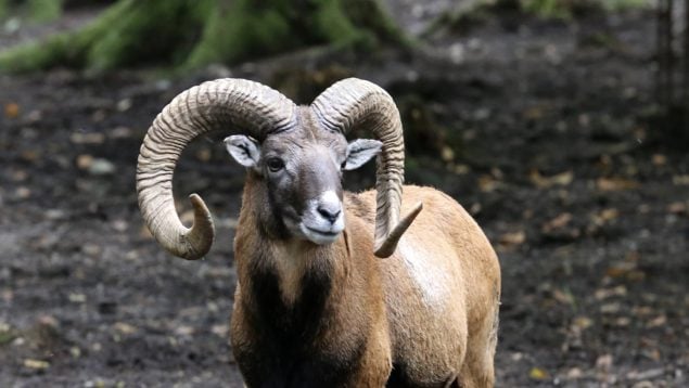Ovis orientalis musimon, muflón, especie invasora, animales