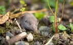Confirman la extinción de la musaraña de la Isla de Navidad, desaparece la última musaraña australiana, musarañas en Australia, animales en peligro de extinción.