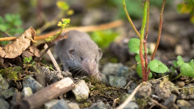 Confirman la extinción de la musaraña de la Isla de Navidad, desaparece la última musaraña australiana, musarañas en Australia, animales en peligro de extinción.