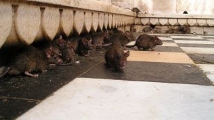 Descifran el sistema de comunicación de las ratas de Nueva York, cómo se comunican las ratas en el metro de Nueva York, problema de ratas en Nueva York, enfermedades de la rata, descubrimiento científico sobre inteligencia de las ratas.