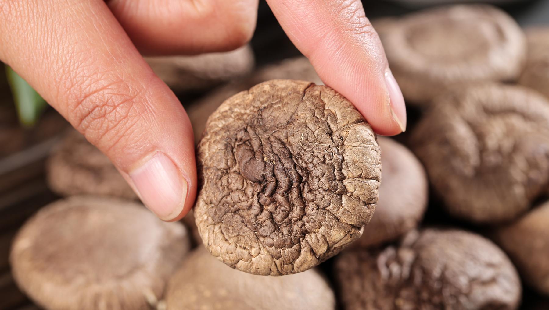 Recetas con shiitake.