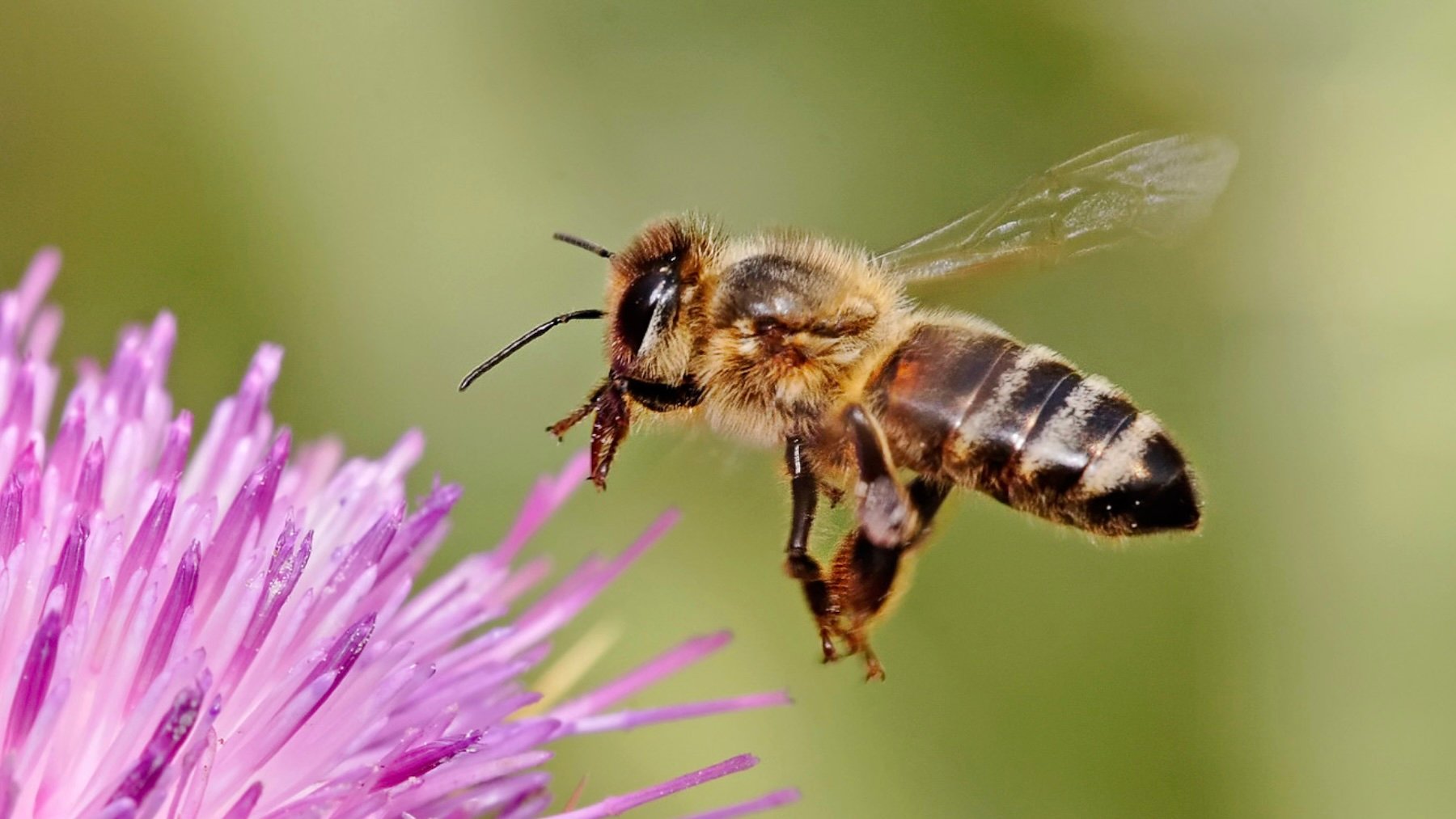 Abeja europea (Apis mellifera) sobre la flor del cardo mariano. Imagen: Fir0002.
