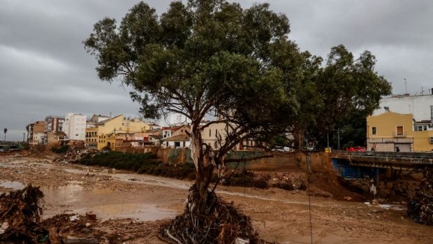 Árbol afectado por la DANA. (Foto: Europa Press).