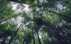 Bosques, fenómeno extraño, curiosidades