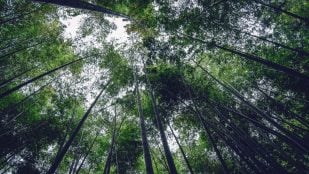 Bosques, fenómeno extraño, curiosidades