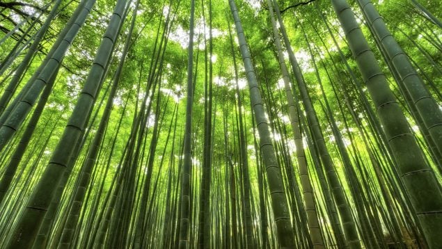 Plástico con bambú