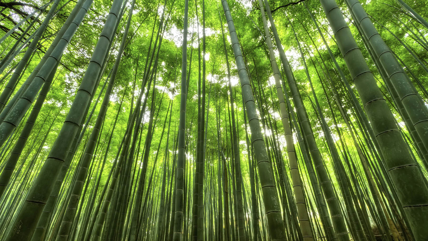 Bosque de bambú. Foto: Pexels.